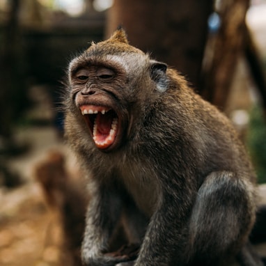 brown monkey on brown tree branch during daytime