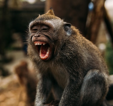 brown monkey on brown tree branch during daytime