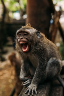 brown monkey on brown tree branch during daytime