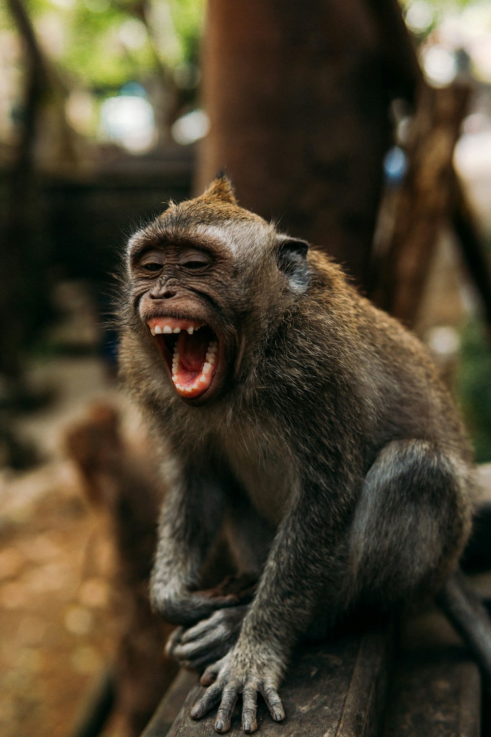 brown monkey on brown tree branch during daytime