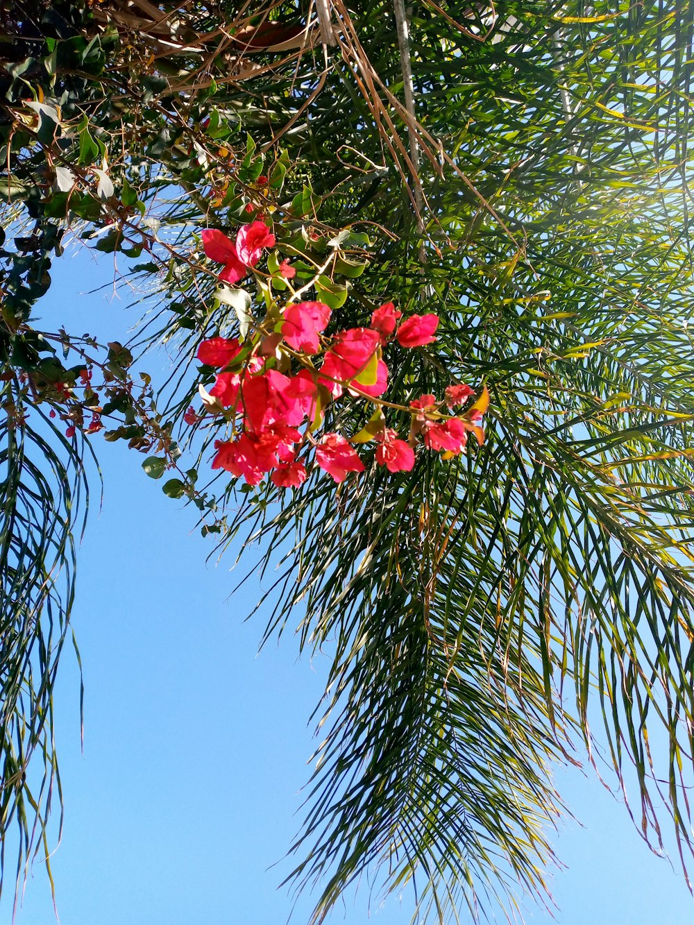red flowers on green tree during daytime