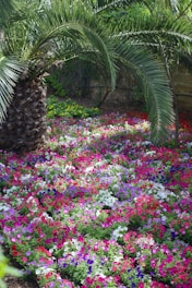 A vibrant garden featuring date palms, Arabian jasmine, and bougainvillea in full bloom under a sunny sky.