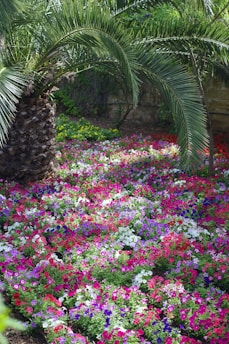 A colorful tropical garden with blooming flowers and palm trees in St Croix.