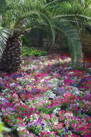 A vibrant garden featuring date palms, Arabian jasmine, and bougainvillea in full bloom under a sunny sky.