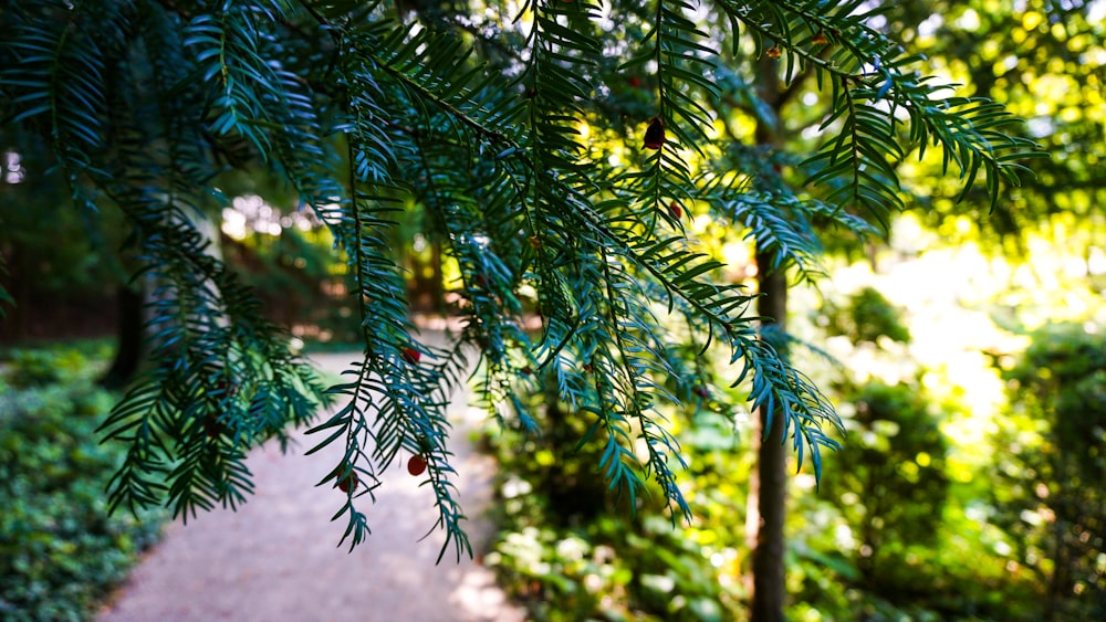 green pine tree with snow