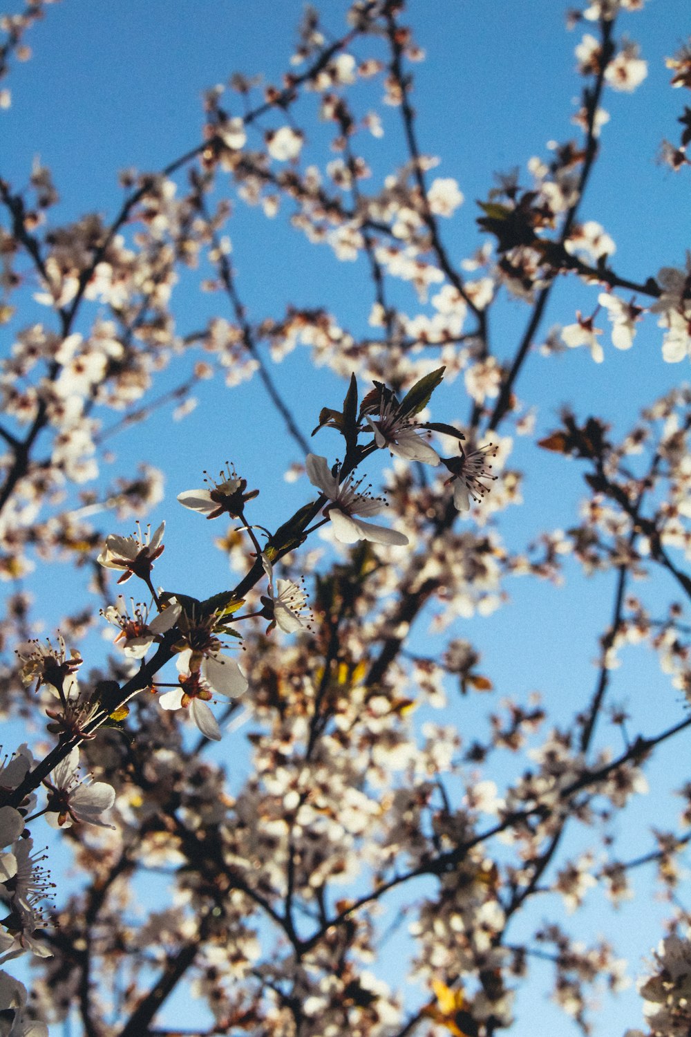 black and white butterflies on brown tree branch during daytime