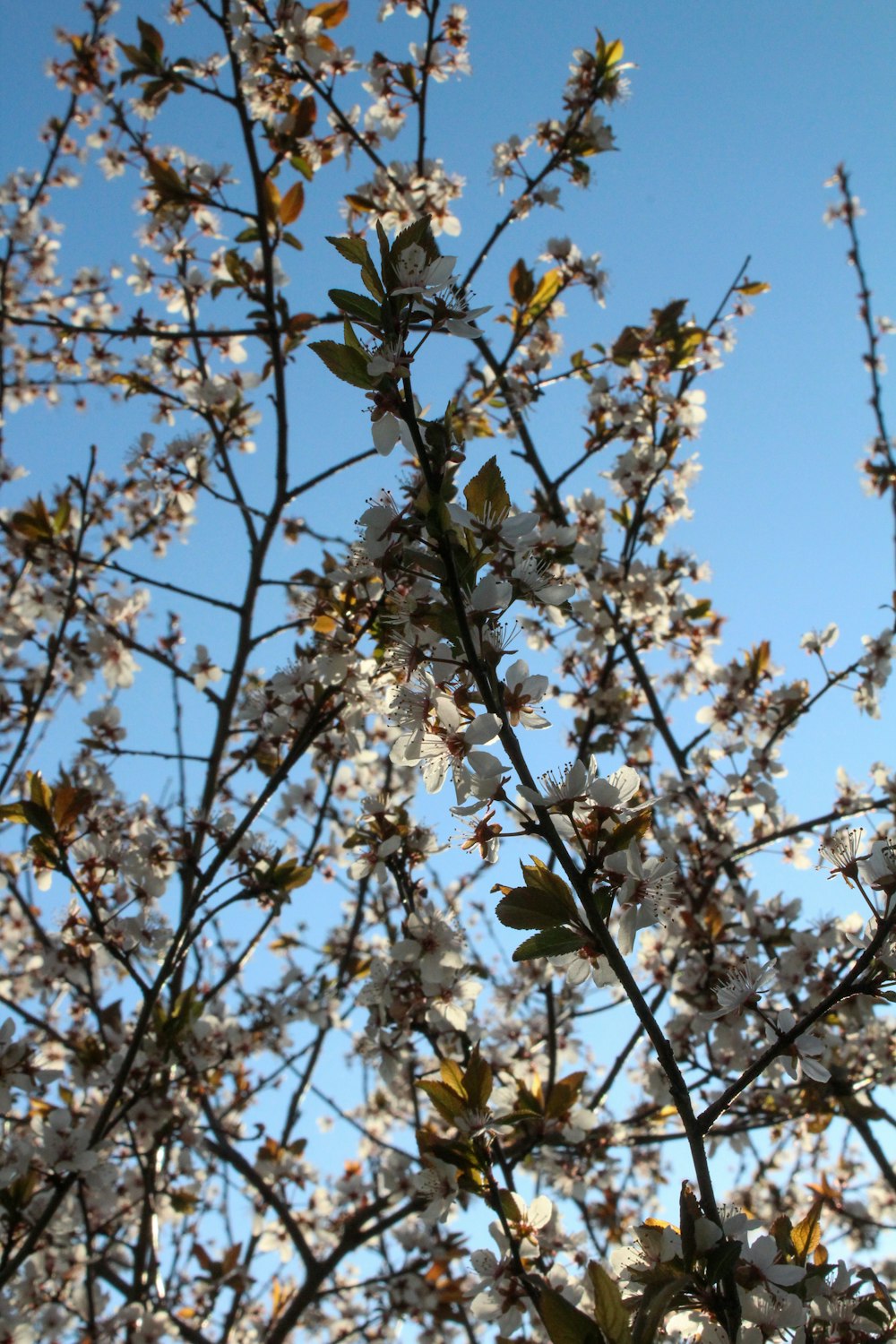 white and brown leaves under blue sky during daytime