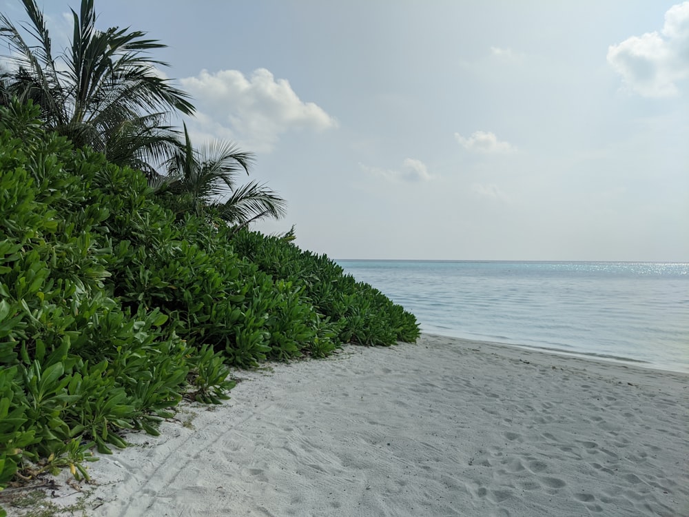 green trees on white sand beach during daytime