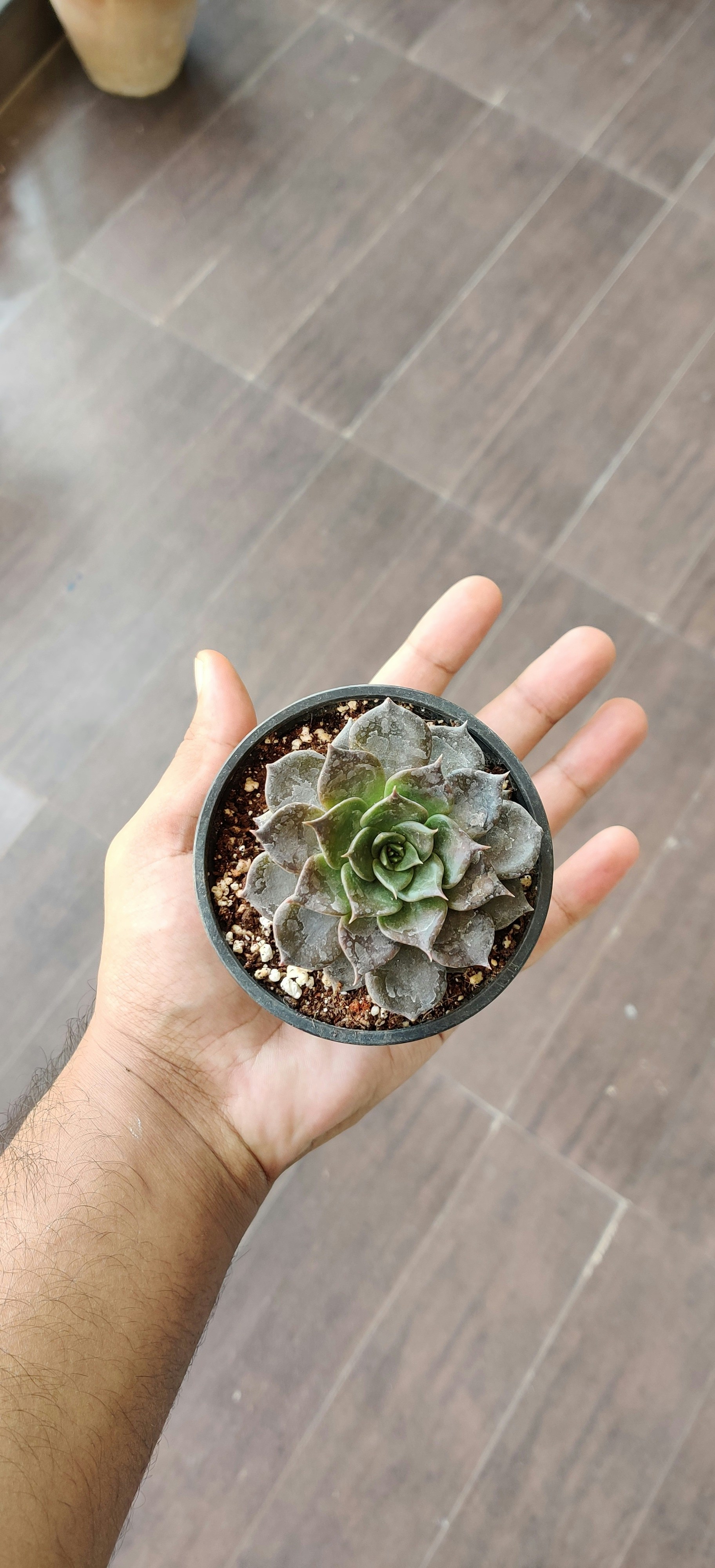 Decorating with Succulents: Transplanting a small potted succulent into a larger pot for better growth