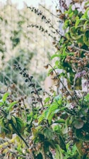 purple flower with green leaves during daytime