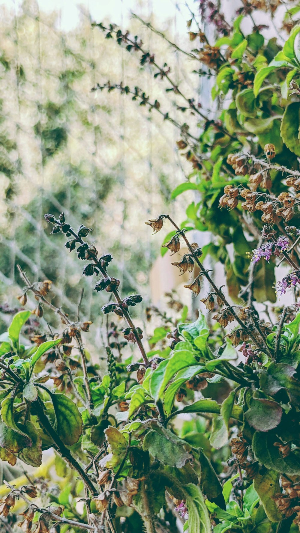 purple flower with green leaves during daytime