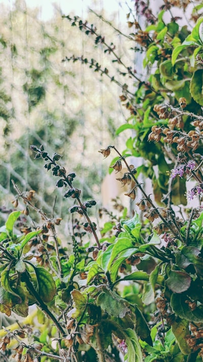 Tulsi holy basil plant