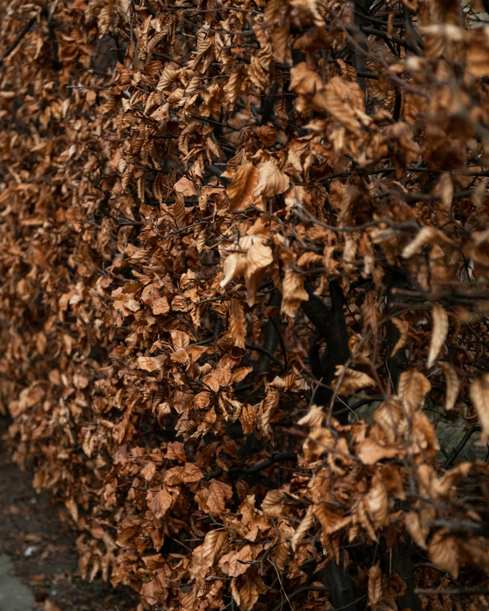 brown dried leaves on gray concrete floor