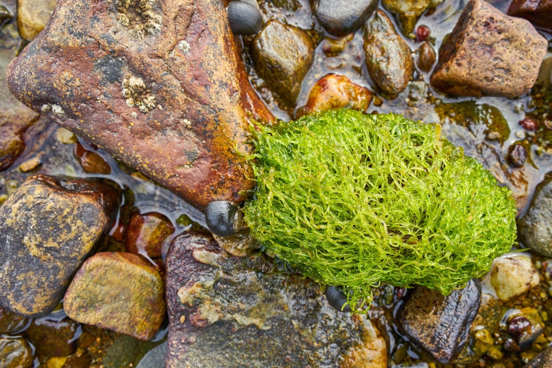 green moss on brown and gray rocks