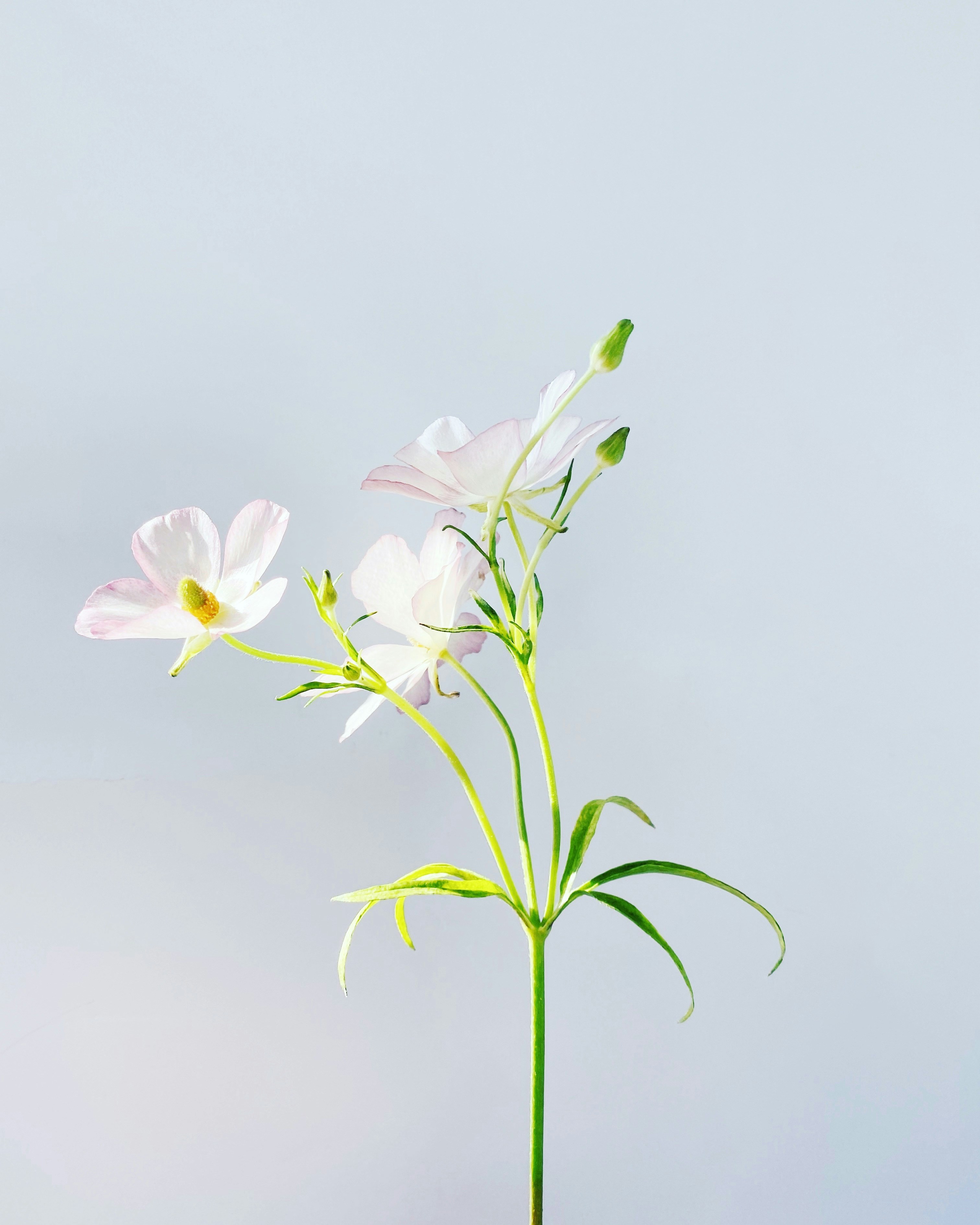 Photo by greenjelloandredjello