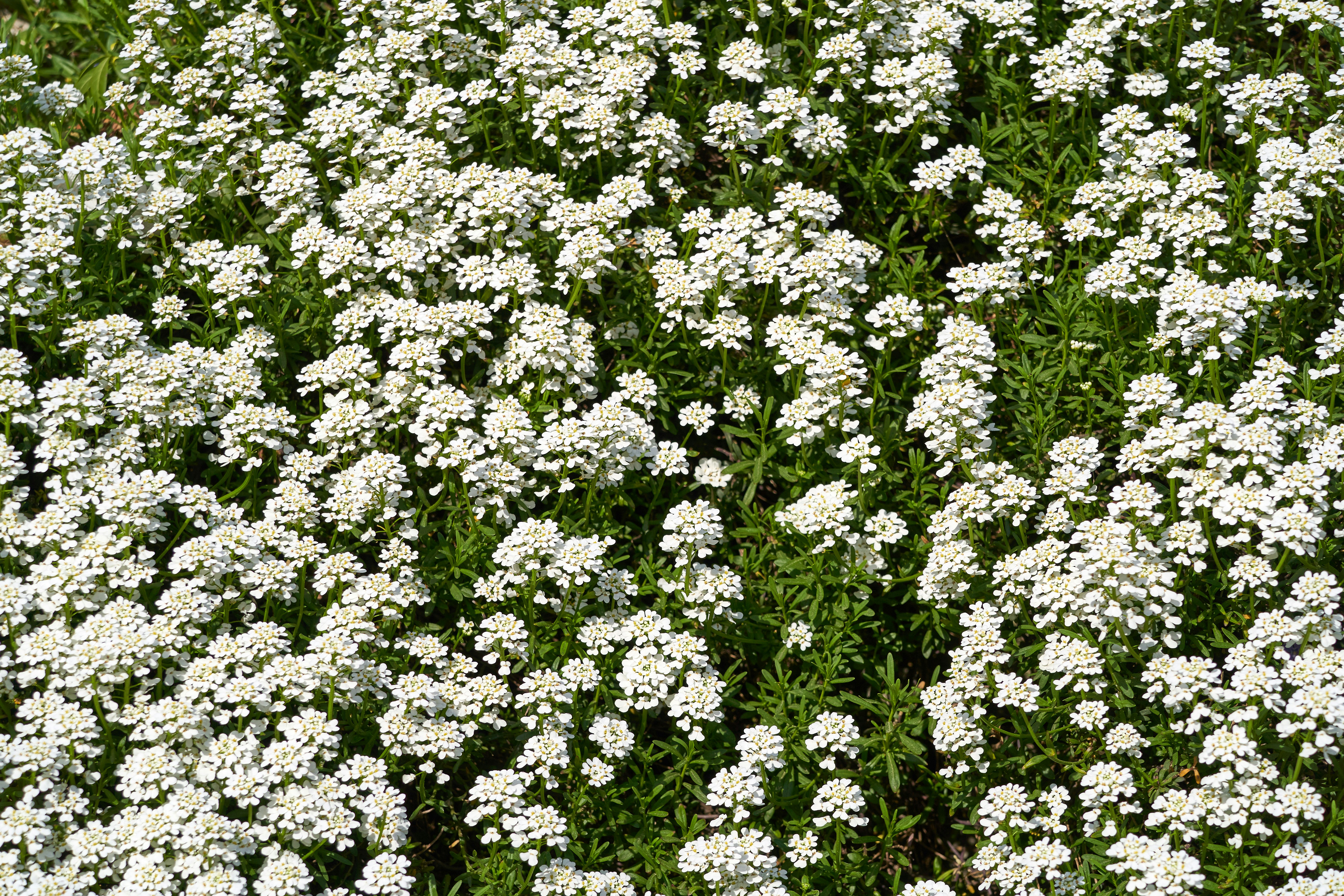 Photo by wolfgang_hasselmann