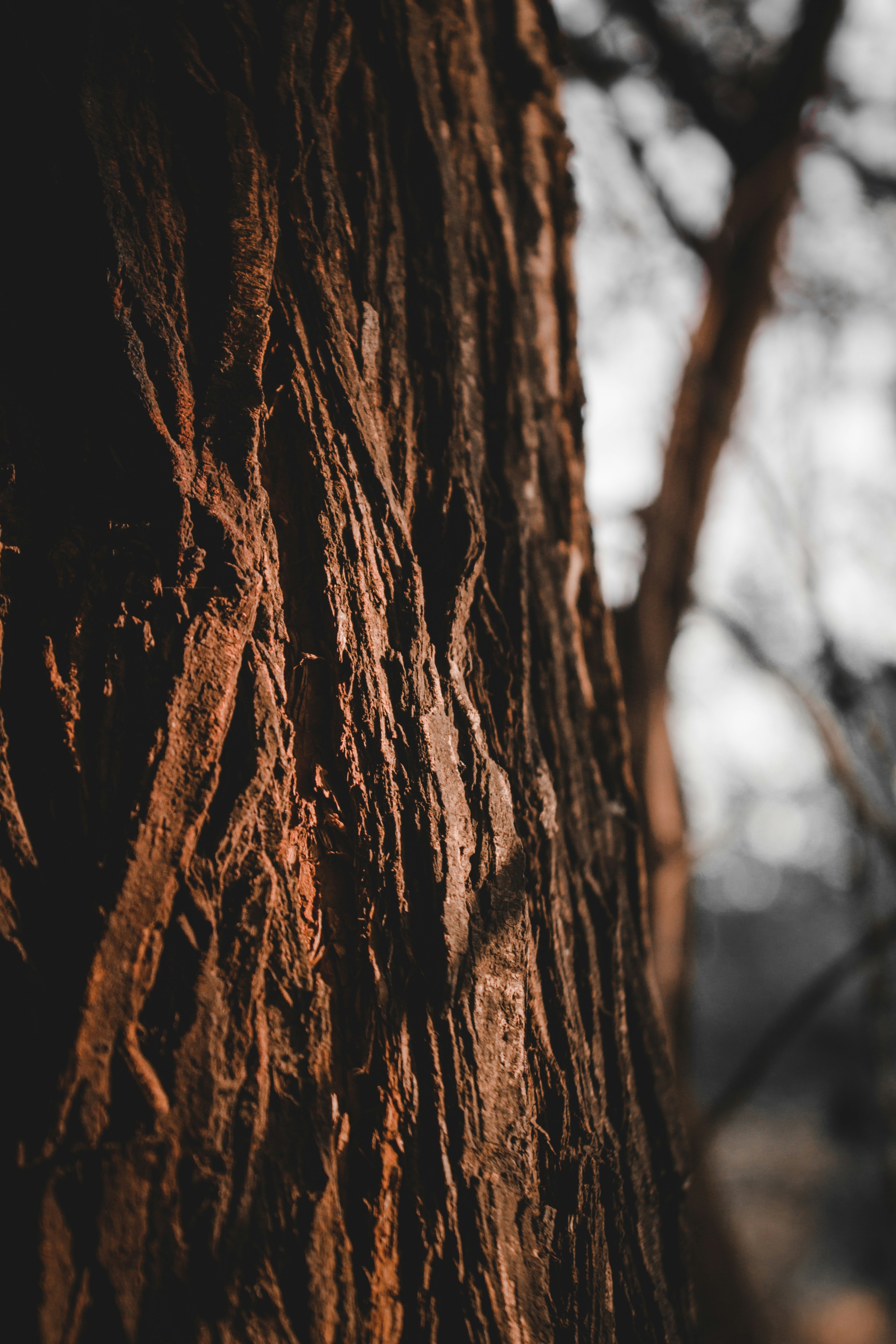 Photo by anjan_rajaini