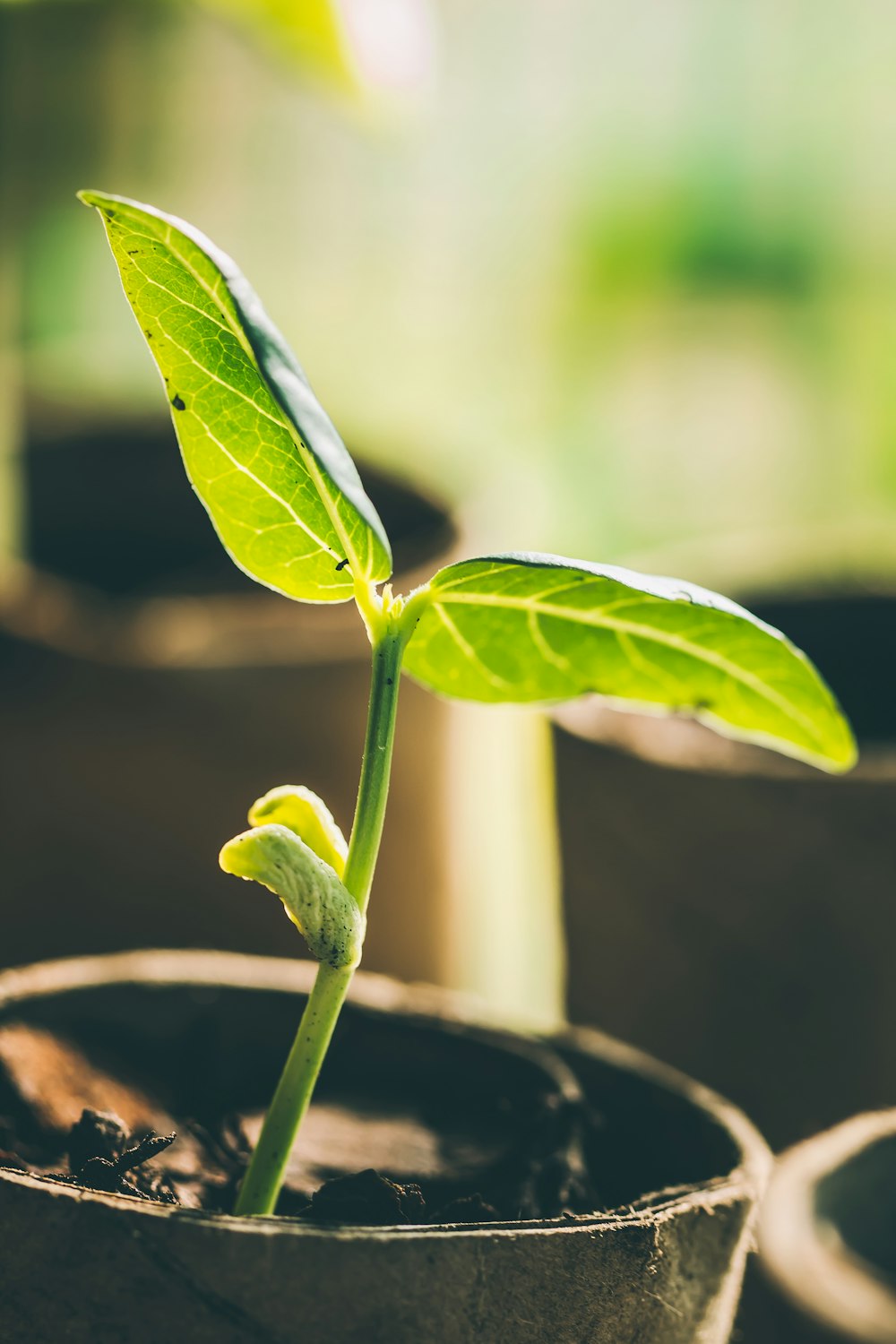 green leaf plant in close up photography