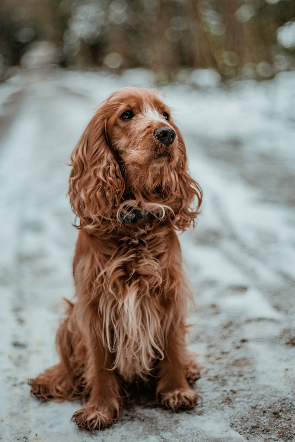 brun à poil long petit chien