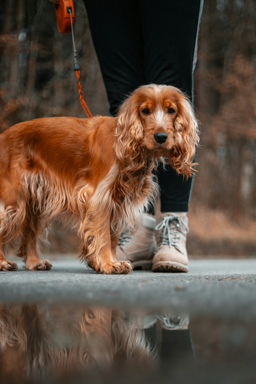 Perro de pelo largo marrón y blanco