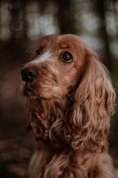 Close-up of a hyper-realistic pastel portrait of a golden retriever, capturing soft fur and soulful eyes.