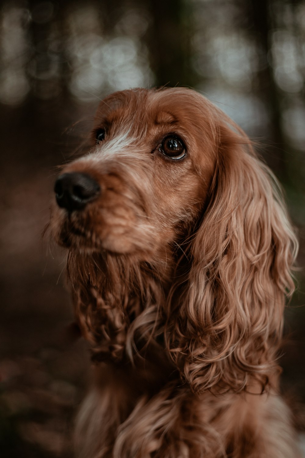 petit chien brun à poil long