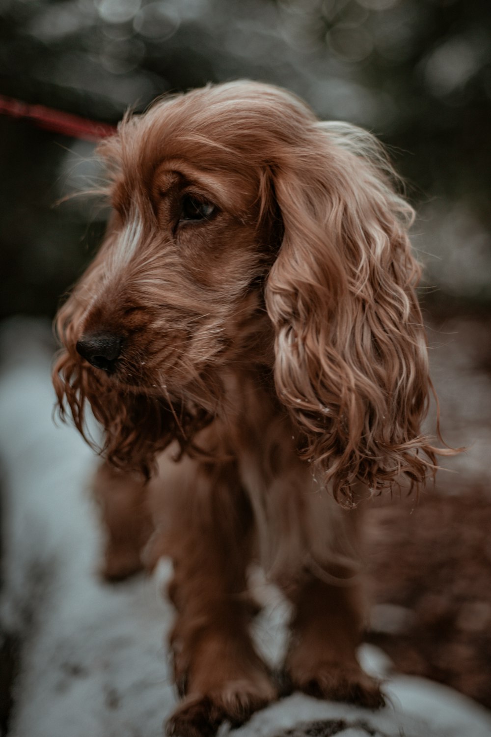 brown long coated small dog