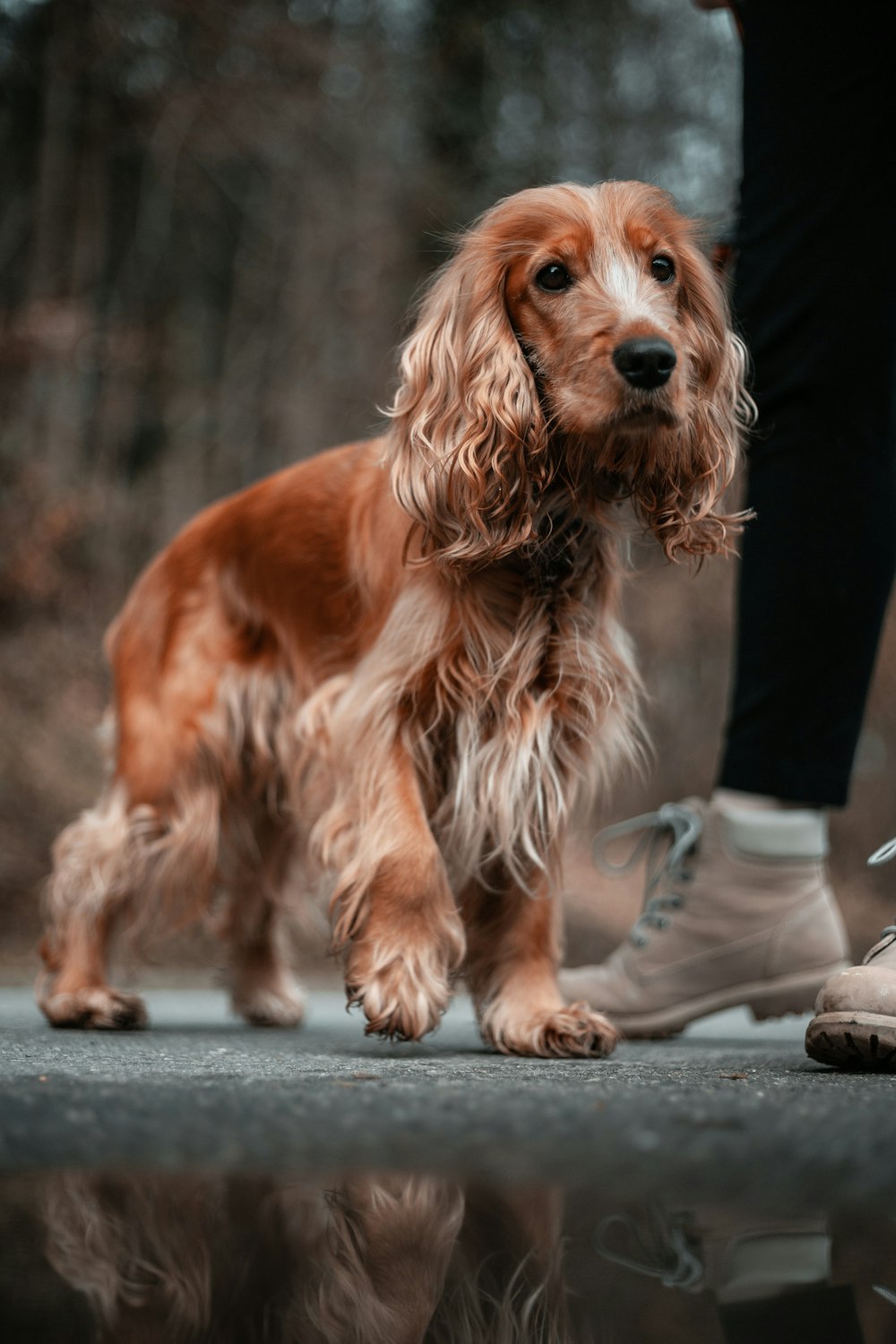 Perro de pelo largo marrón sobre suelo de hormigón gris