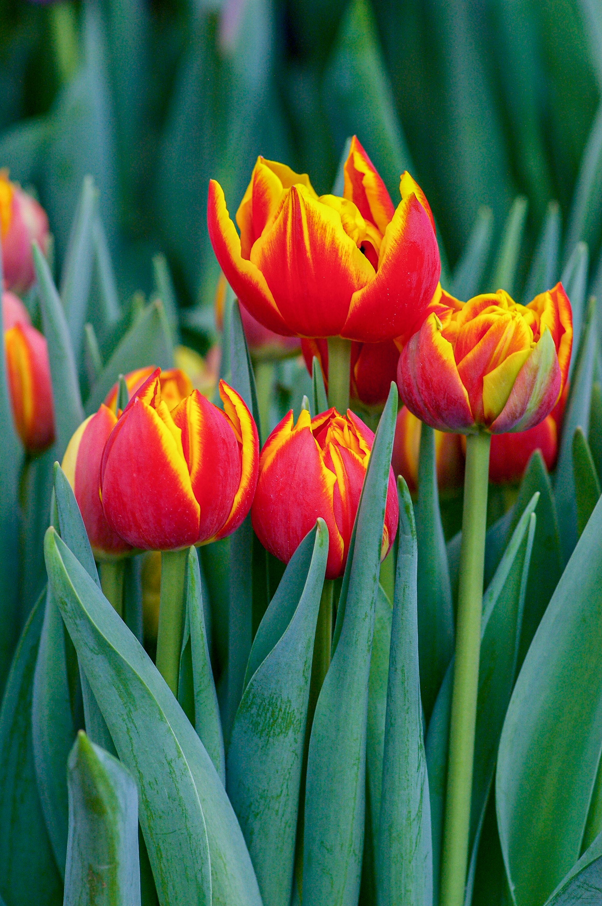 orange tulips in bloom during daytime