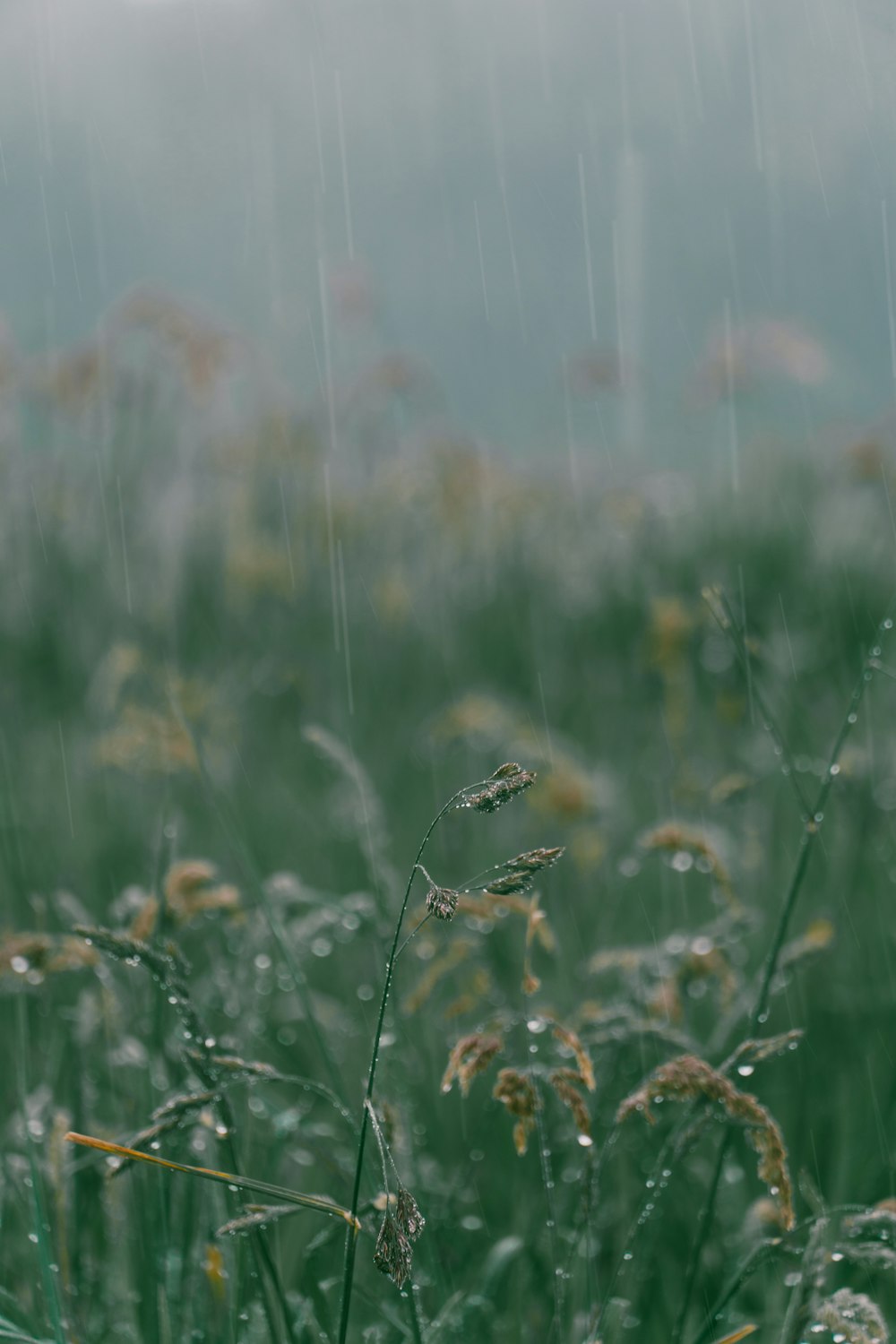 green grass field during daytime