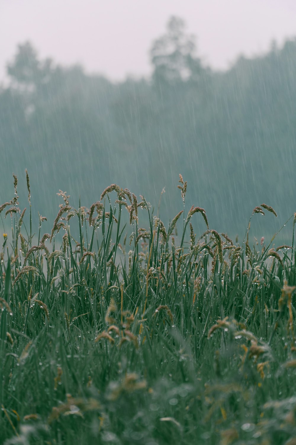 green grass field during daytime