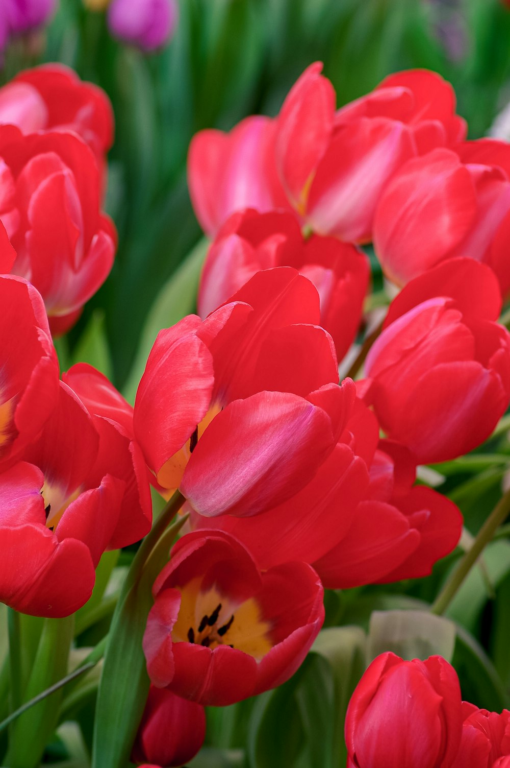 pink tulips in bloom during daytime