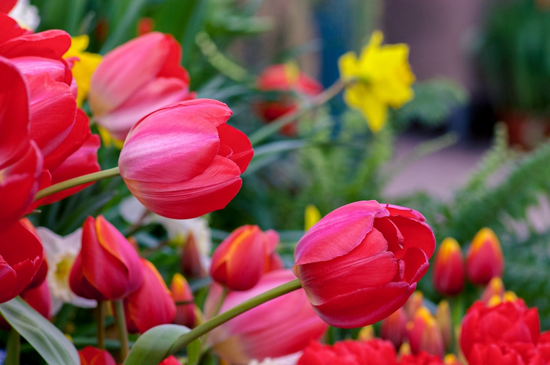 red tulips in bloom during daytime