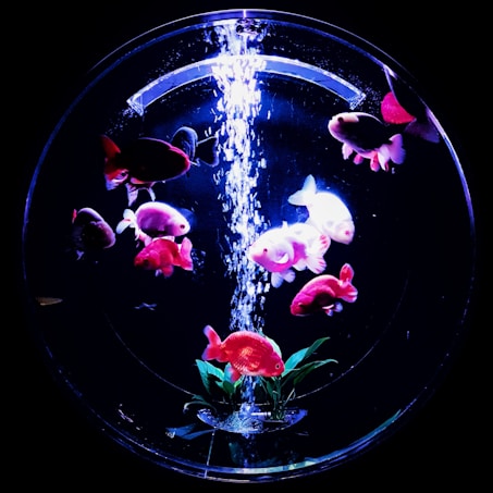 A circular aquarium contains several colorful fish swimming around plants under bright illumination. Bubbles rise towards the top, creating a captivating aquatic scene.