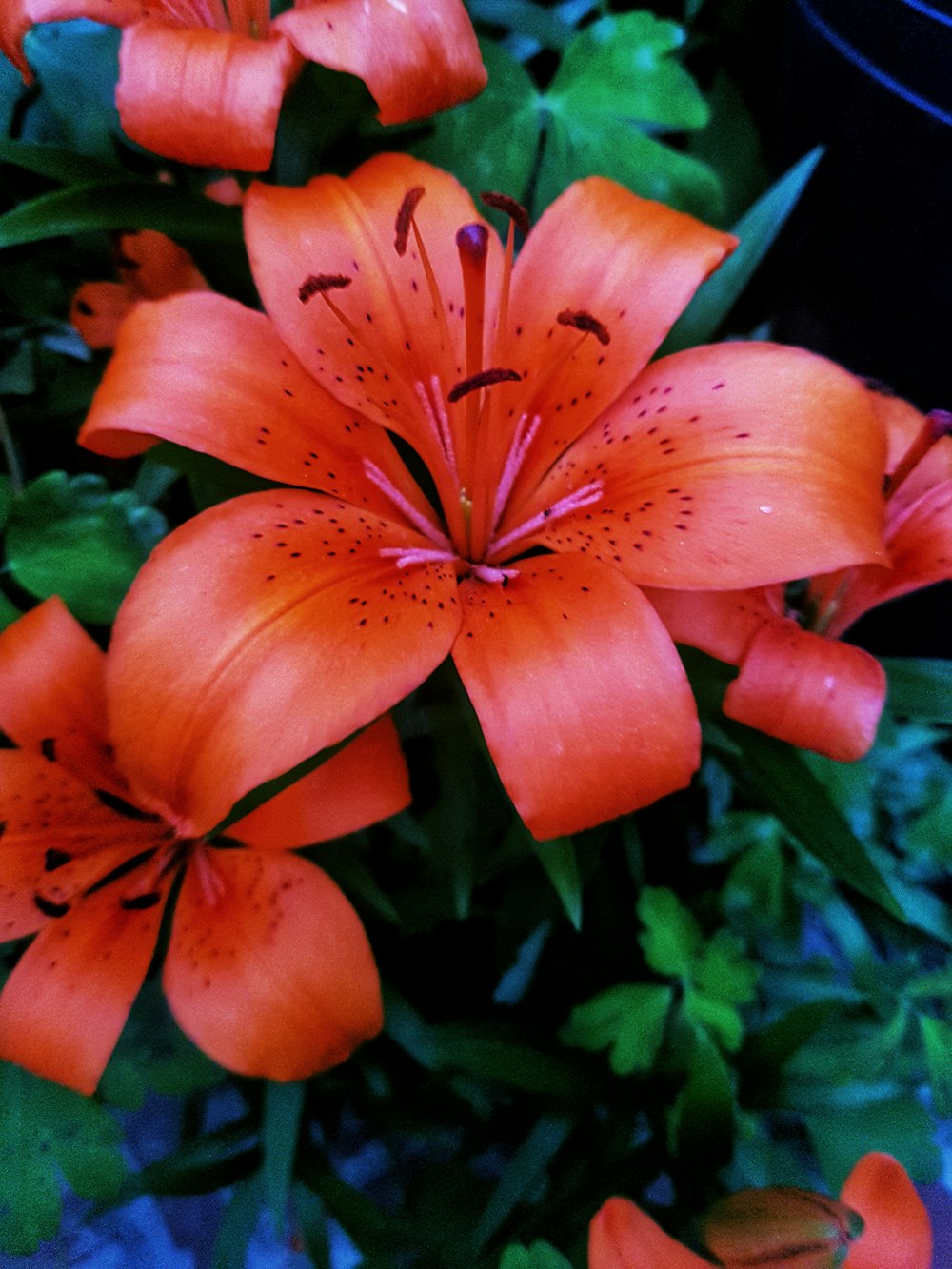 red flower with green leaves