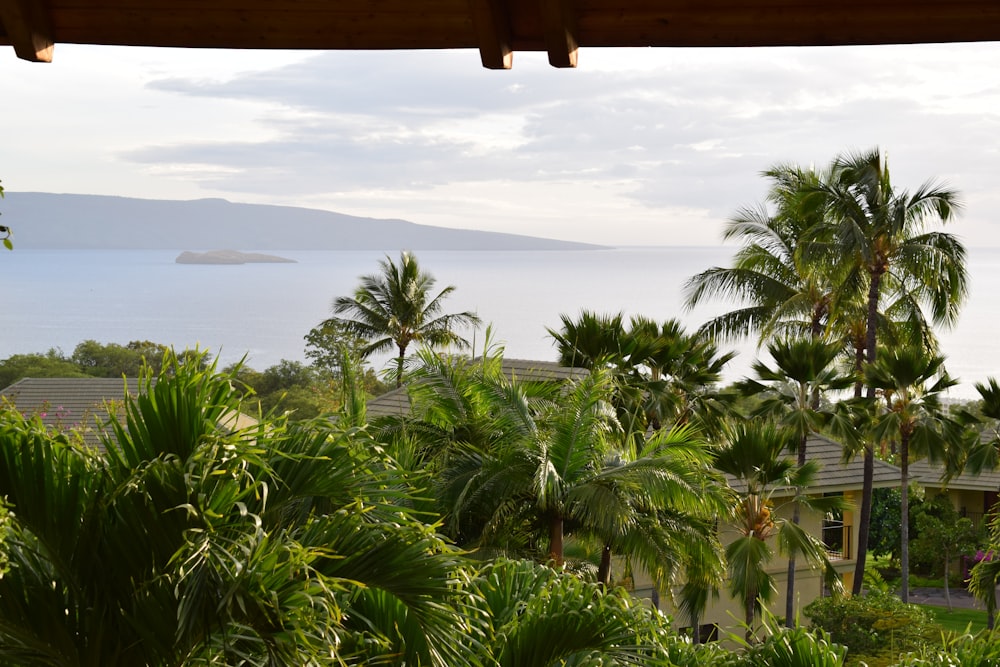 green palm tree near body of water during daytime