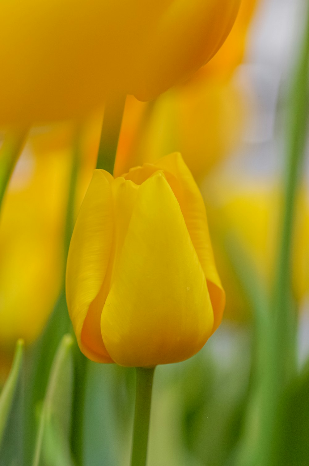 Tulipes jaunes en fleurs pendant la journée