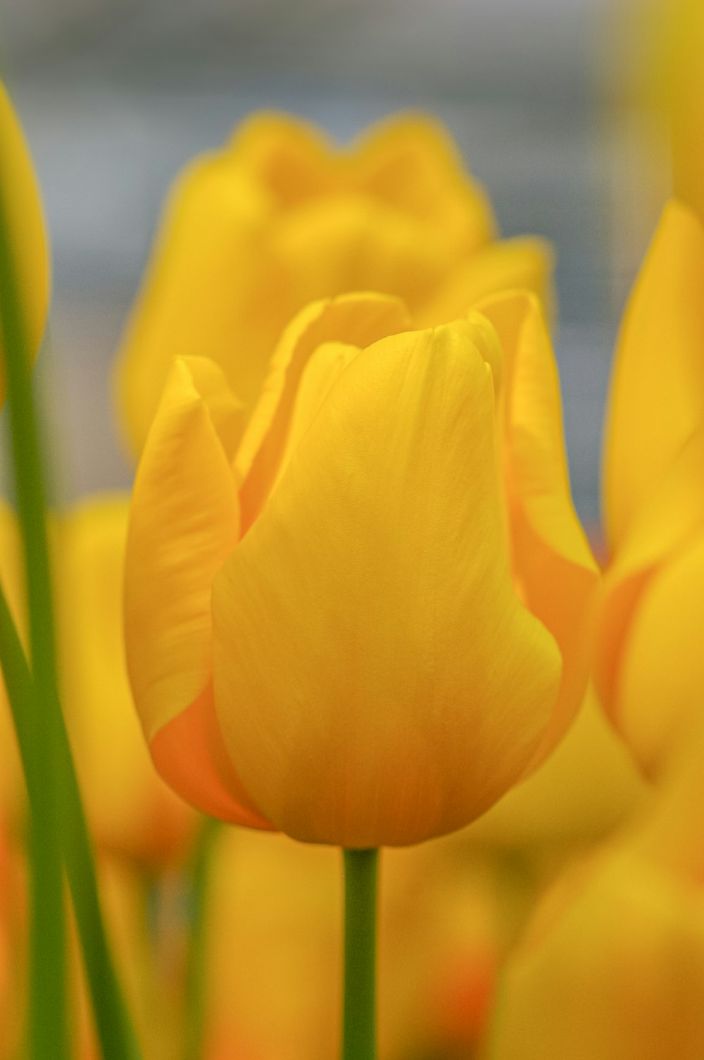 yellow tulips in bloom during daytime