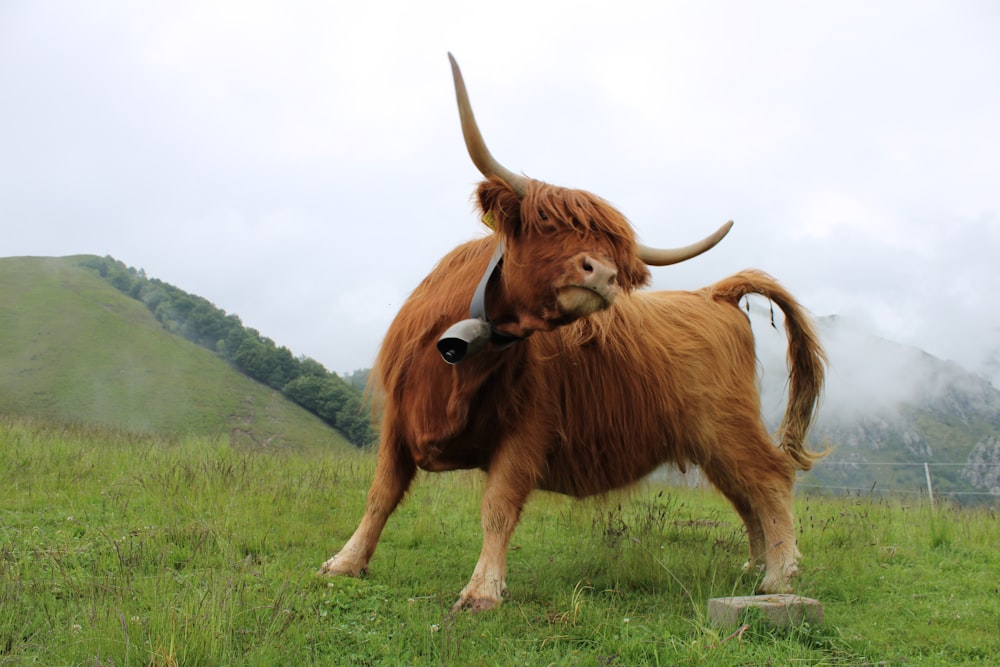 brown yak on green grass field during daytime