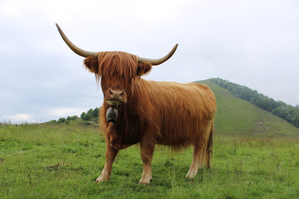 brown cow on green grass field during daytime