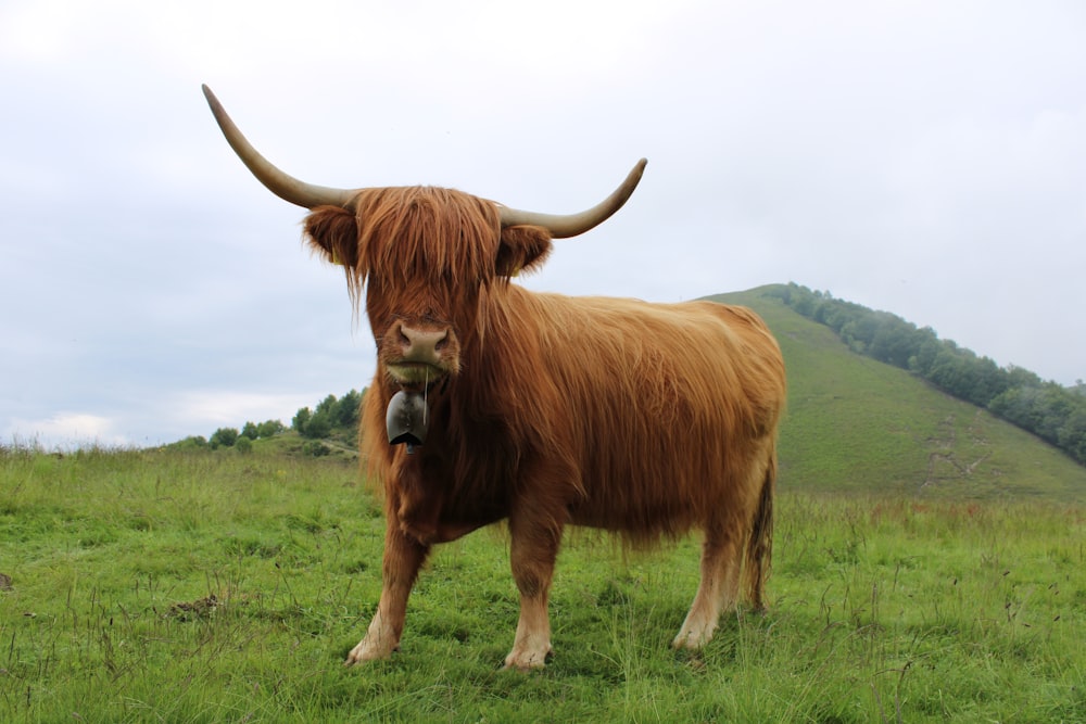 昼間の緑の芝生の上の茶色の牛