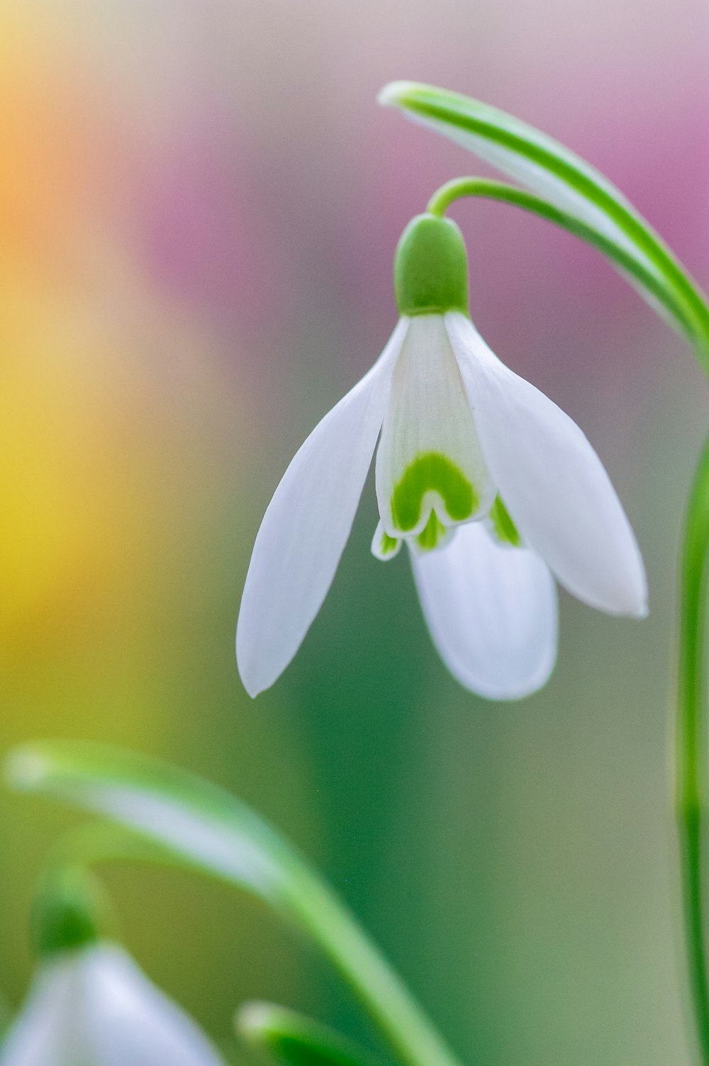 Fleur blanche et verte dans une lentille à bascule