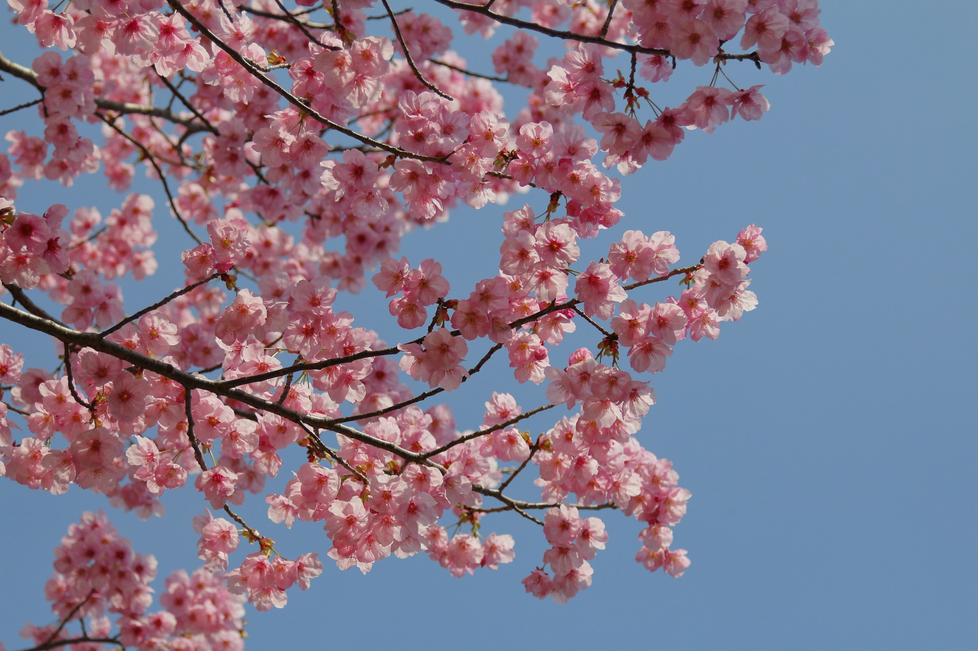 Nagasaki: Exploring Local Culture & Traditions