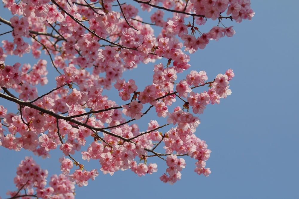 pink cherry blossom tree under blue sky during daytime