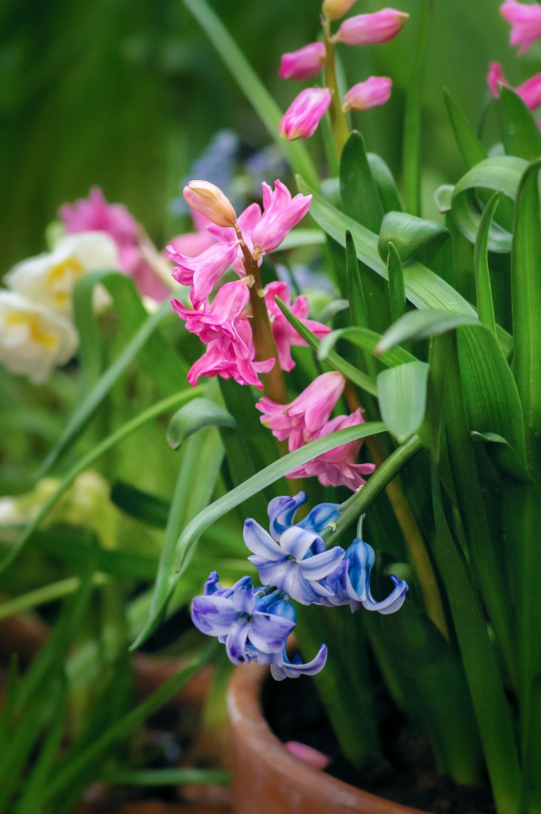 purple and white flowers in tilt shift lens