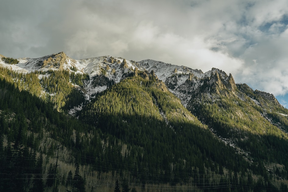 Dense lodgepole pine forest in a Rocky Mountain wilderness area at dawn with fog filtering through the trees