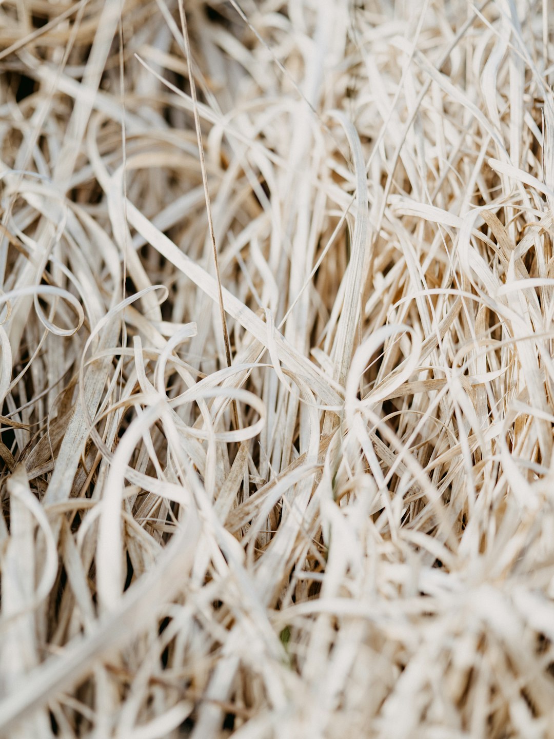 white and brown dried grass