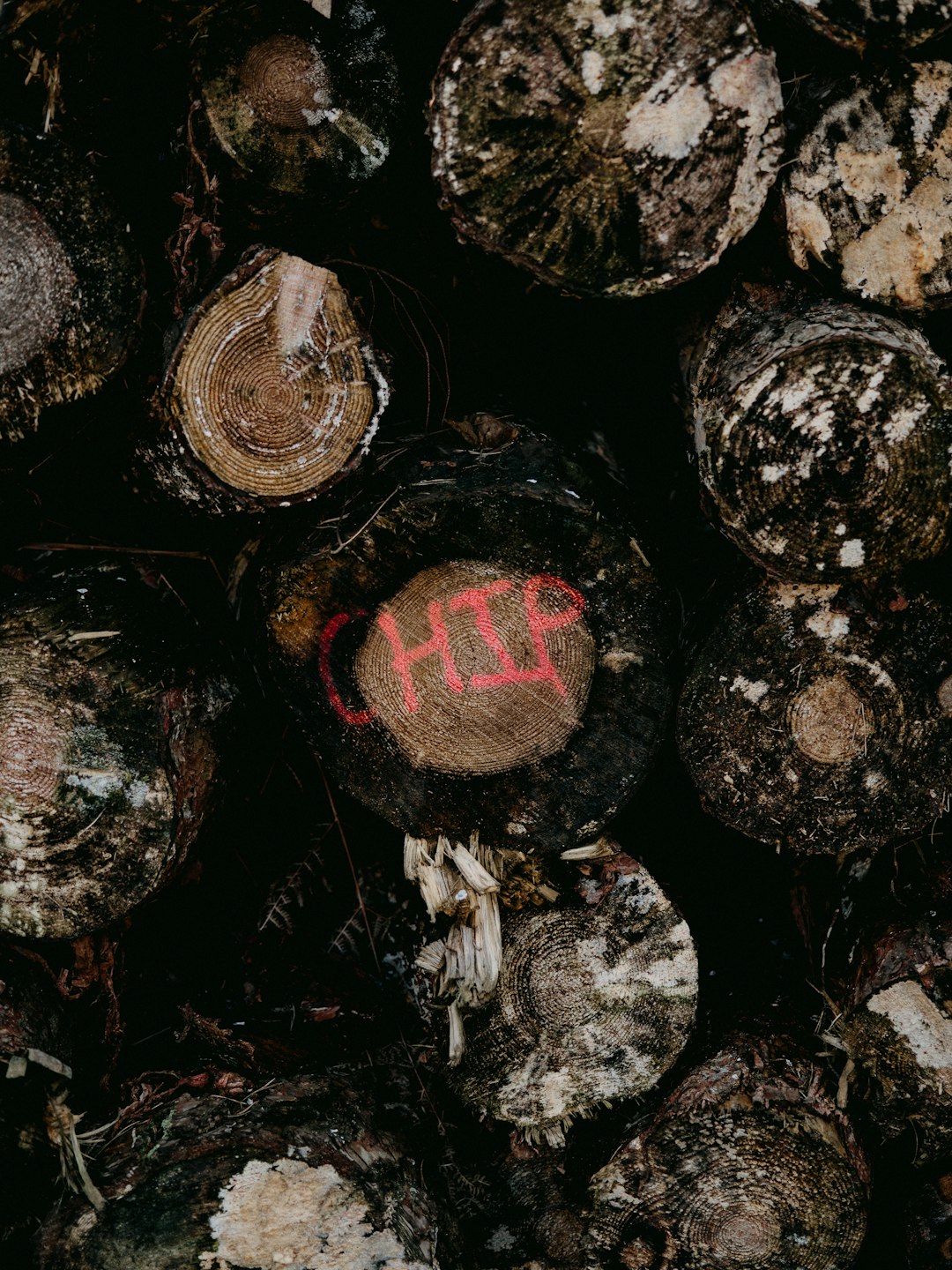 red and black round ornament on brown tree log