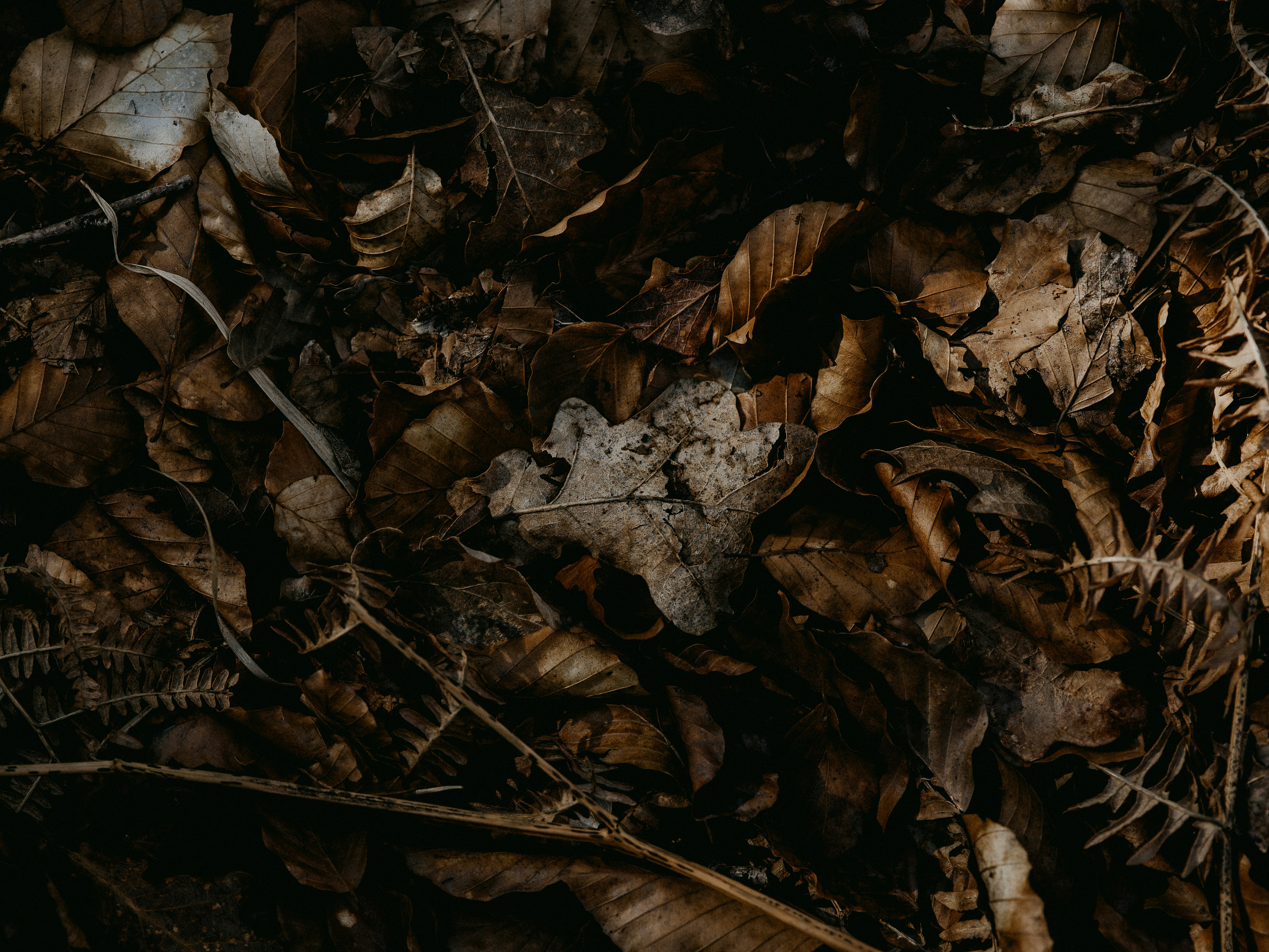 Photo by anniespratt