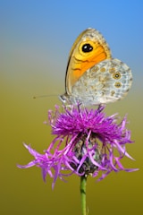brown and white butterfly perched on purple flower in close up photography during daytime